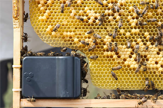 `PANDEMİDE BAL VE ARI ÜRÜNLERİNE İLGİ YÜZDE 300 ARTTI`