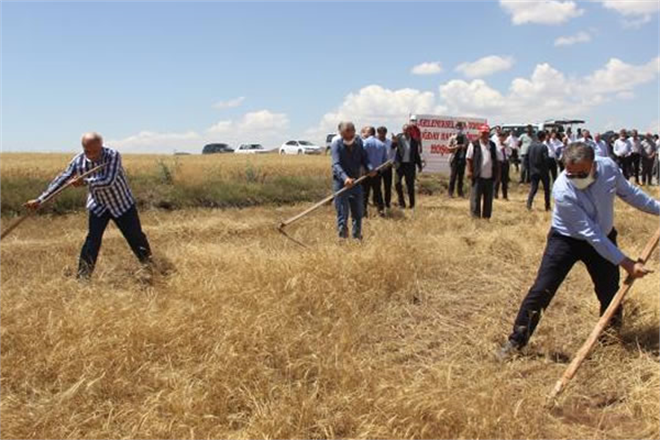 ATA TOHUMUNDA HASAT ZAMANI!