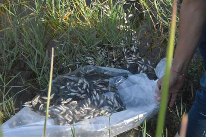 BİGADİÇ`TE GÖLETLERE BALIK YAVRUSU BIRAKILDI