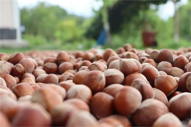 TRABZON`DA `DÜNYA FINDIK HAFTASI` KUTLANIYOR