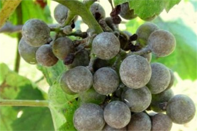 BAĞ KÜLLEME MÜCADELESİ