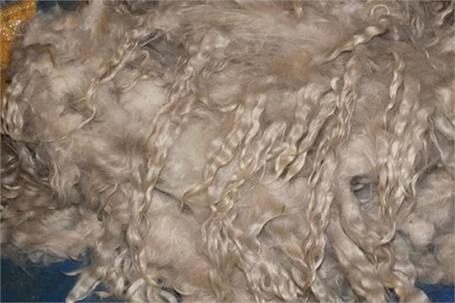 GÜDÜL`DE KADINLAR TİFTİK KEÇİSİNİN YÜNÜNDEN KUMAŞ ÜRETECEK