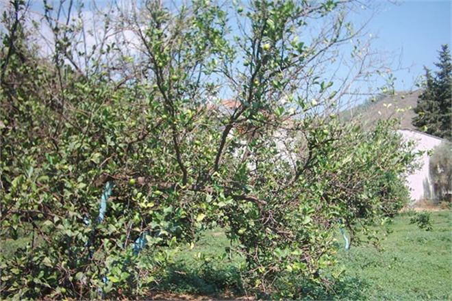 TURUNÇGİLLERDE UÇKURUTAN HASTALIĞINA DİKKAT!