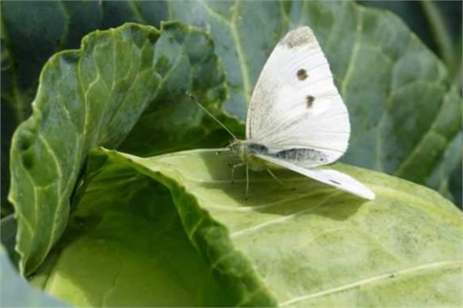LAHANA KELEBEĞİ İLE MÜCADELEDE DİKKAT!