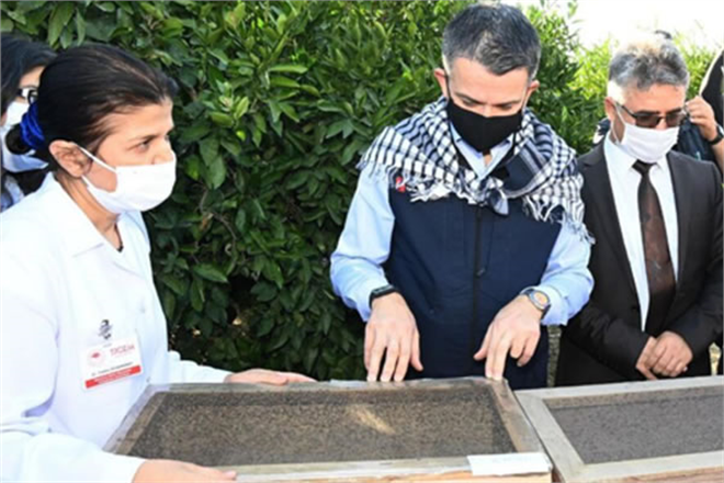 AKDENİZ MEYVE SİNEĞİYLE MÜCADELE İÇİN `KISIR BÖCEK SALIMI` YAPILACAK