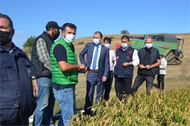 BİGA` DA ÇELTİK HASADI YAPILDI!