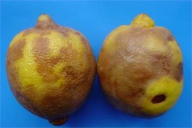 Turunçgil Kahverengi Çürüklük Hastalığına Dikkat!