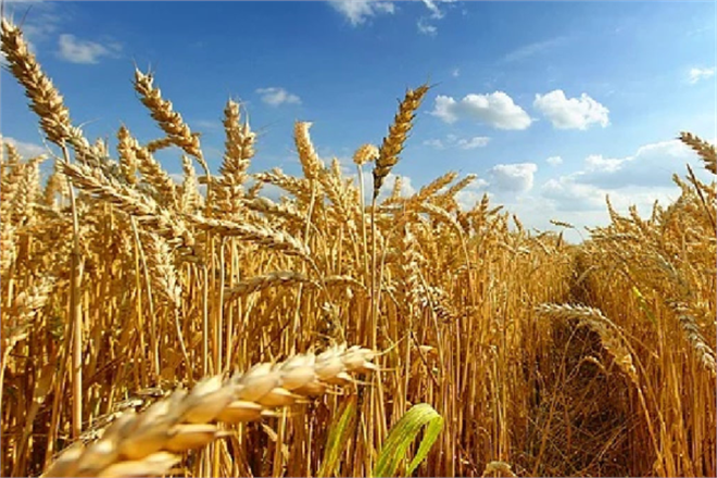 Hububatta Göçerten Hastalığı ve Mücadelesi