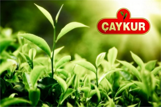 ÇAYKUR, Tarihinin En Yüksek Rakamına Ulaşarak Yaş Çay Alımını Sonlandırdı
