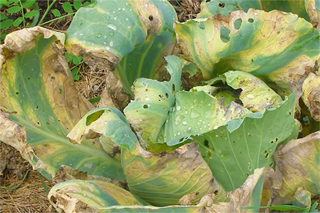 LAHANA SİYAH DAMAR ÇÜRÜKLÜĞÜNE DİKKAT!