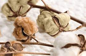 Şanlıurfa`da Üretilen Renkli Pamuk, Maliyeti Azaltıp Katma Değeri Artıracak