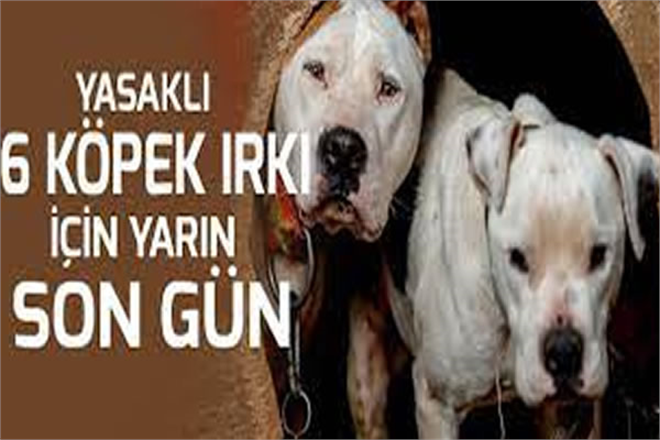YASAKLI 6 KÖPEK IRKININ KAYIT ALTINA ALINMASI İÇİN YARIN SON GÜN!
