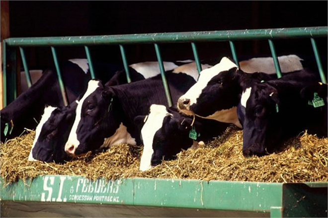 Yem Katkı Maddeleri Kararı Resmi Gazete` de!