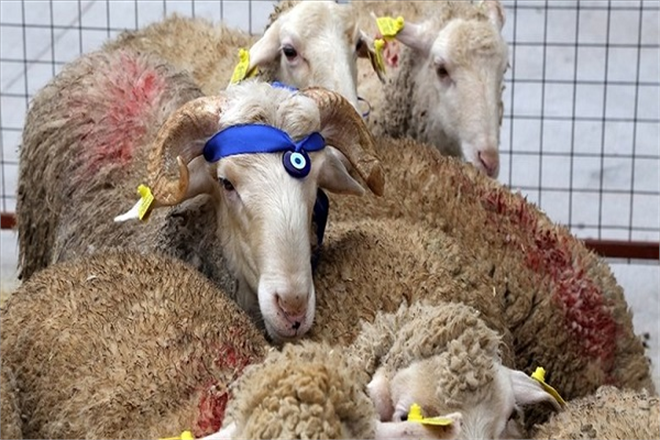 100 Kadın Çiftçiye 1040 Küçükbaş Hayvan Dağıtıldı