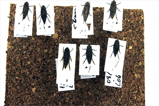 Bitkiler Arası Hastalık Taşıyan İki Böcek Türü Keşfedildi