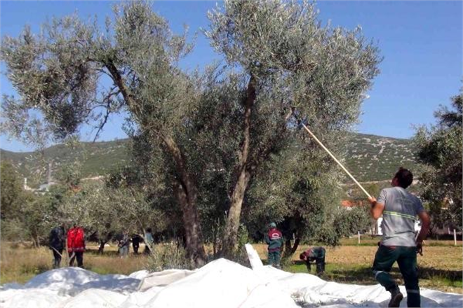 İhtiyaç Sahiplerine Zeytinyağı Belediyeden!