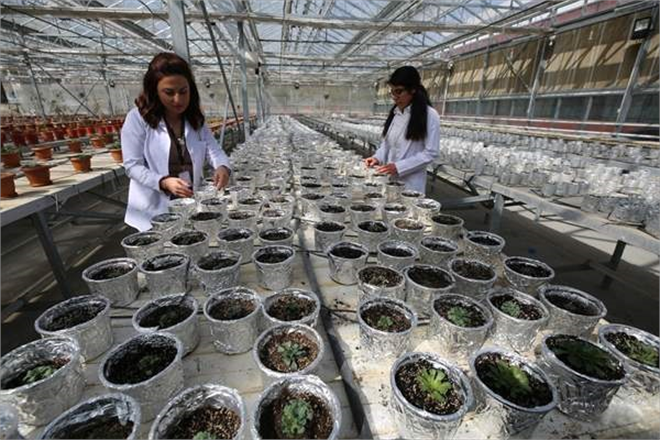 Nesli Tükenme Tehlikesi Altındaki 2 Bitki Türü, Laboratuvarda Üretildi