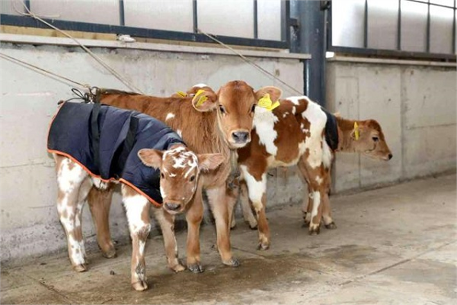 Hayvancılığın Geliştirilmesi İçin Çiftçilere 300 İnek Dağıtıldı