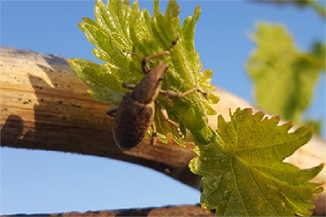 Bağ Maymuncuğu ve Hortumlu Böceğe Dikkat!