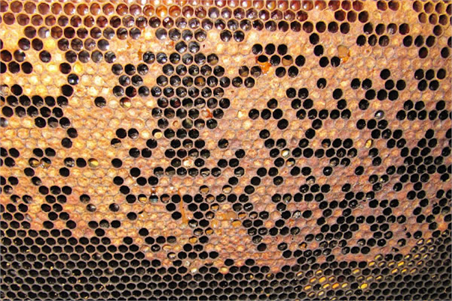 Arıcılar Önlem Almalı!