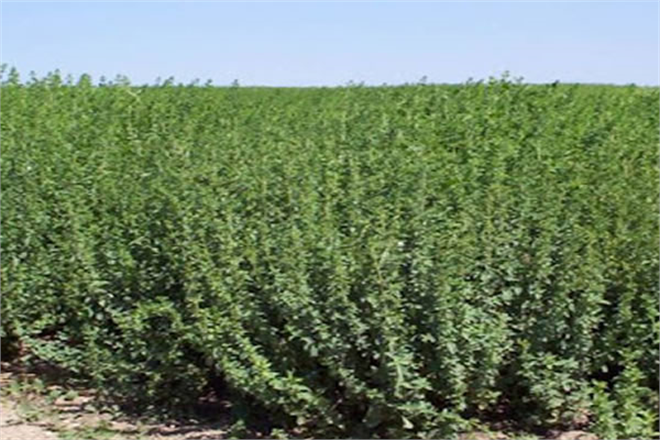 Türkiye`de Tıbbi ve Aromatik Bitki İhracatı Artıyor