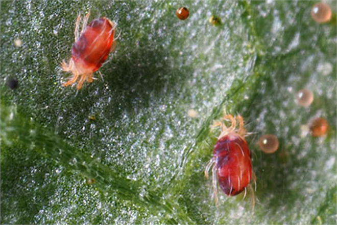 Kırmızı Örümcek İle Mücadele Yöntemleri!