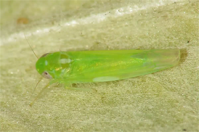 Yaprak Pirelerine Dikkat!