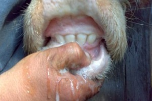 Kurbanlık Hayvanların Yaşını Nasıl Anlarız?