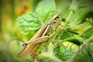 Çekirgelere Dikkat!