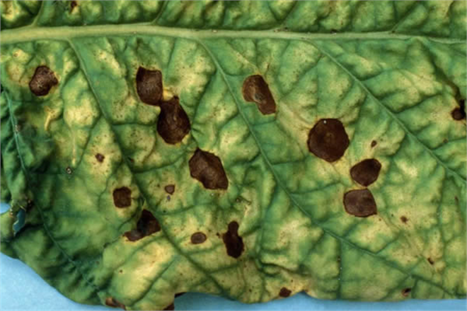 Turunçgilde Kahverengi Lekeye Dikkat!