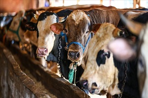 Kurbanlık Hayvan Sevkinde Belge Gerekir Mi?