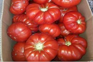 Maniye` Domatesi Coğrafi İşaretle Tescillendi