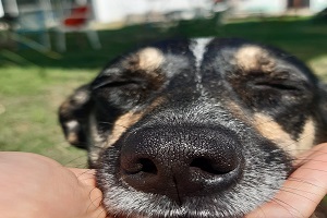 Petshoplar Kasaplar Odasına Bağlandı!