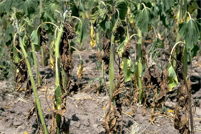 Pamuk Verticillium Solgunluğu