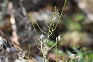 Bakanlık Yeni Bir Tür Keşfetti