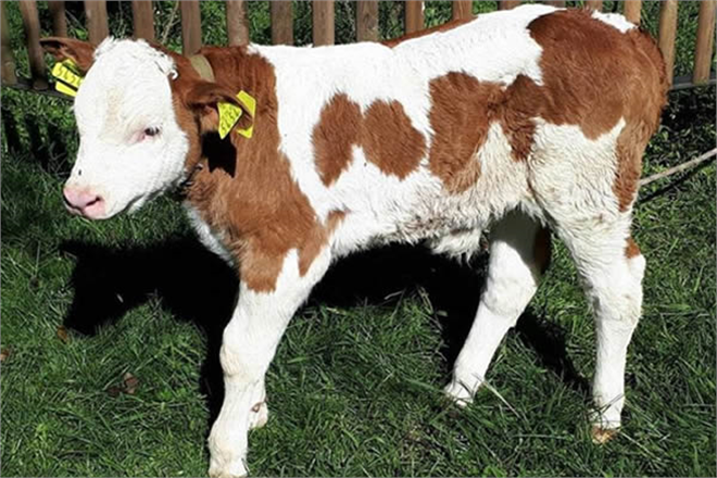 Buzağı Destekleri 500 Liraya Yükseldi!