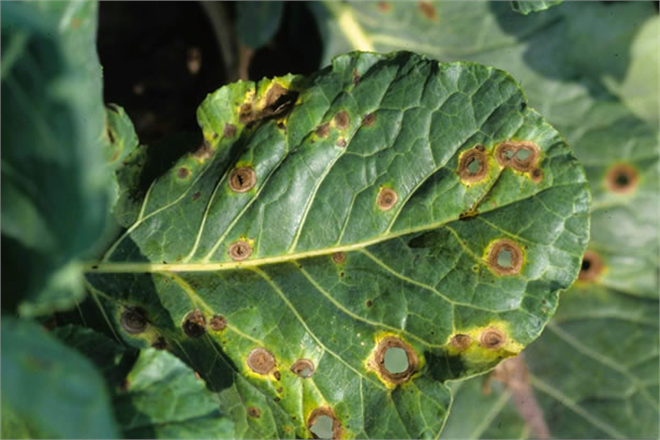 ALTERNARİA YAPRAK LEKESİ