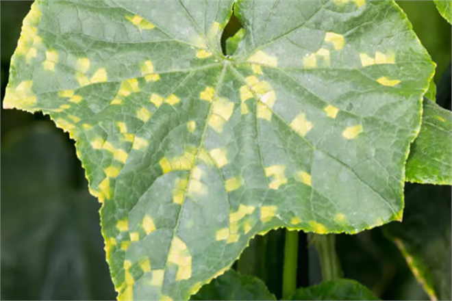 Kabakgillerde Mildiyö Mücadelesi