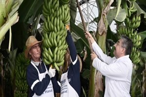 Osmaniye OSB Muz Serasında İlk Hasat Gerçekleştirildi