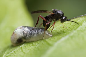 Ayancık`ta Gal Arısı Zararlısı Kestane Rekoltesini Düşürdü