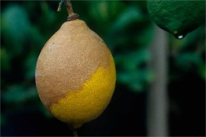 Meyvelerde Kahverengi Çürüklük ve Gövde Zamklanması