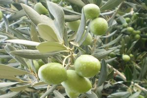 Demirci`de Çiftçilere Zeytin Fidanı Dağıtıldı