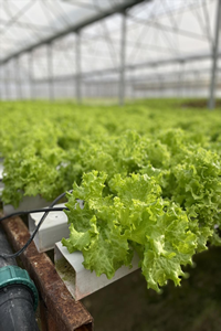 Adana`da Kadın Çiftçi, Serada Yetiştirdiği Marulları Yurt Dışına Gönderiyor