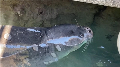 Hatay`da Akdeniz Fokunun Korunmasına Yönelik Çalışmalar Sürüyor