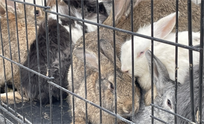 Yalova Üniversitesi Yerleşkesine 25 Tavşan ile 25 Sülün Bırakıldı