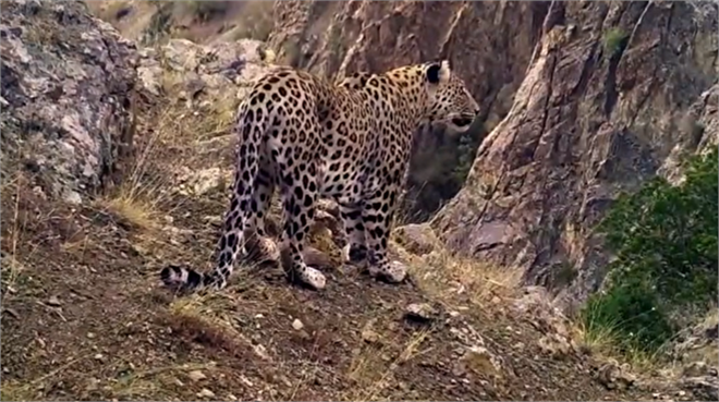 TARIM VE ORMAN BAKANI KİRİŞCİ`DEN, ANADOLU LEOPARI PAYLAŞIMI