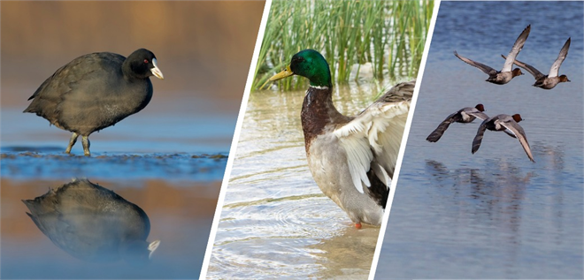 KIŞ ORTASI SU KUŞU SAYIMLARI 15 OCAK`TA BAŞLIYOR