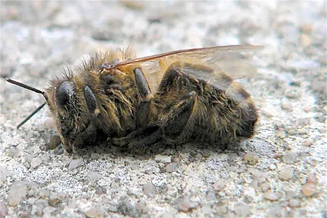 Varroa Hastalığı İle Mücadele!