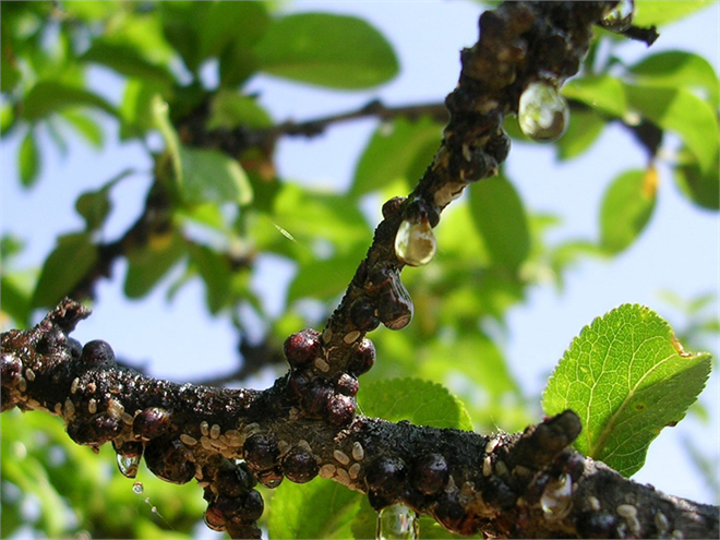 Kabuklu Bit ile Mücadele!