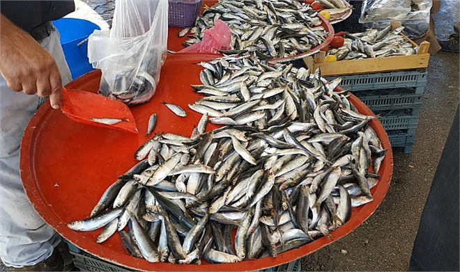 HAMSİ AVCILIĞI, MARMARA DENİZİ İLE İSTANBUL VE ÇANAKKALE BOĞAZLARINDA YARINDAN İTİBAREN DURDURULDU